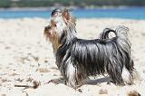 YORKSHIRE TERRIER 128